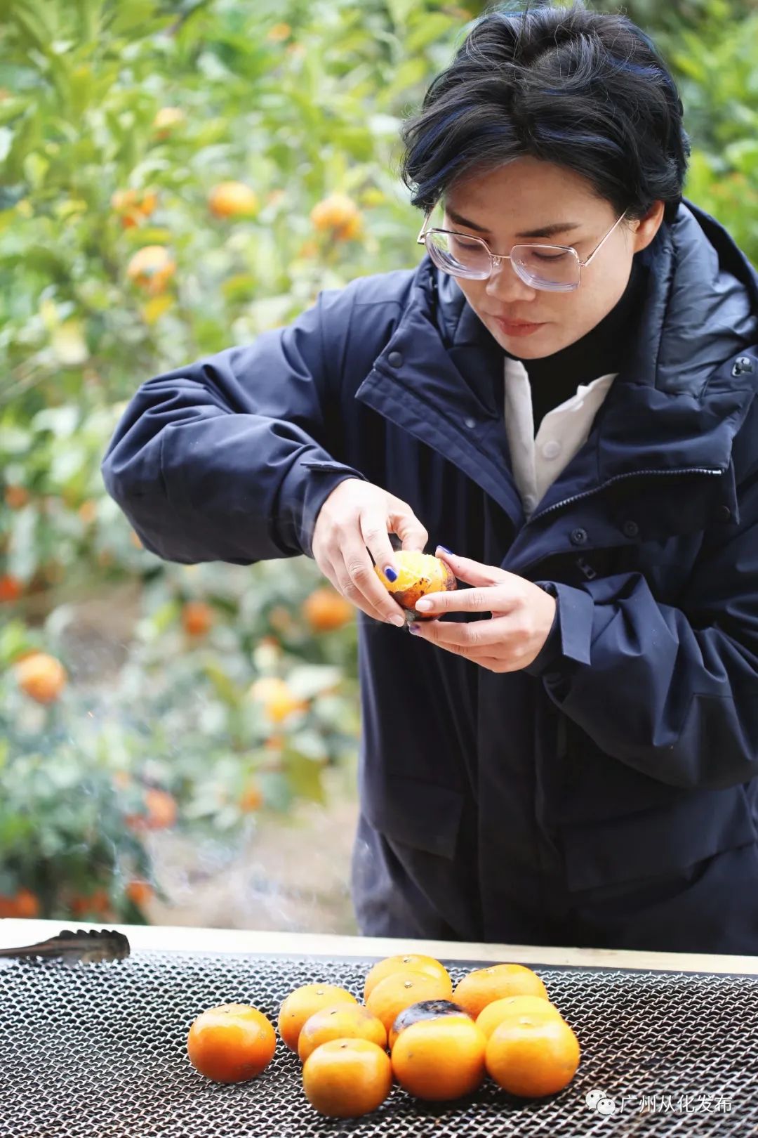 大棚樱桃种植成功致富案例_中药材种植致富_种植玫瑰致富新闻
