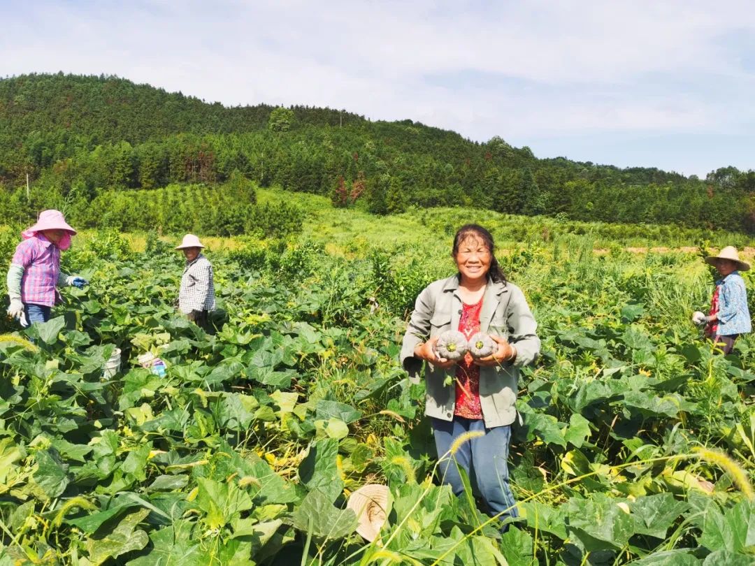 致富经南瓜种植视频_致富种植南瓜_南瓜种植效益