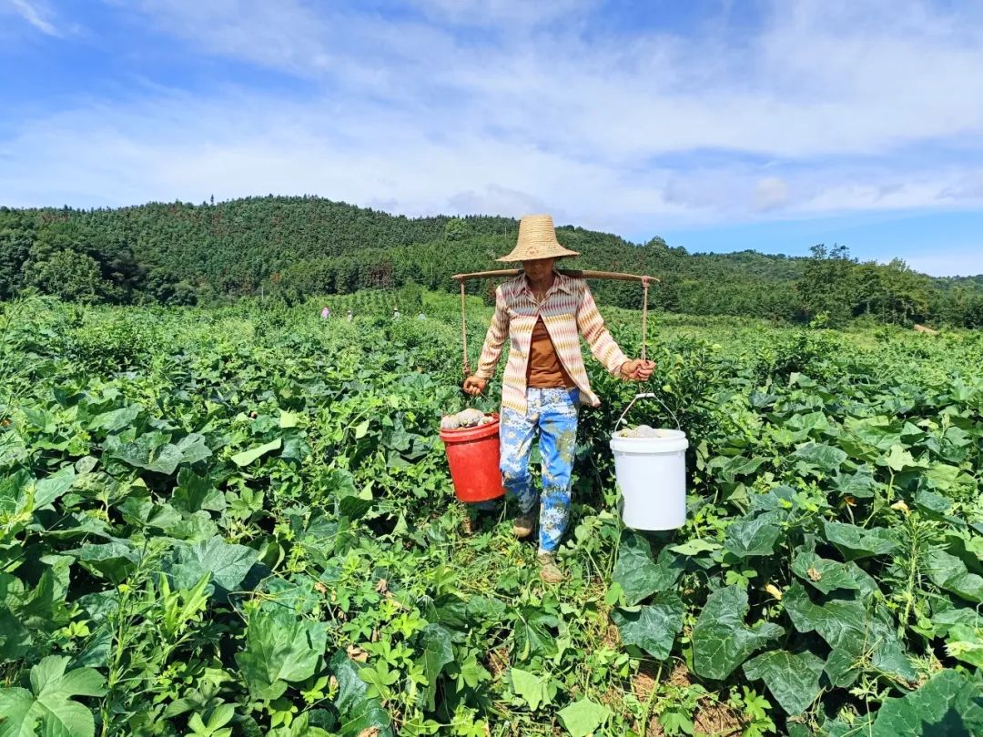 致富种植南瓜_致富经南瓜种植视频_南瓜种植效益