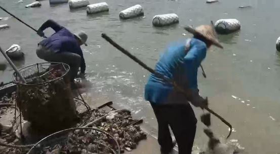 饶平养殖致富历史_致富经农业养殖视频_养殖致富之路