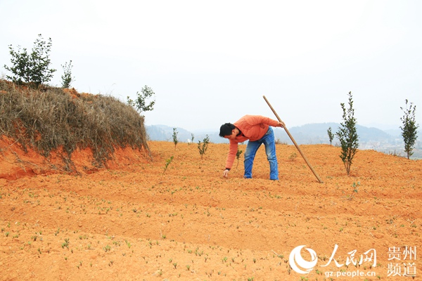贵州玉屏：6000亩中药材种植助推乡村振兴