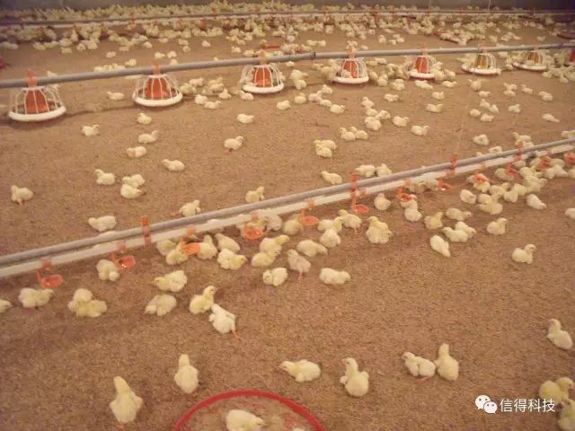 河南养鸡主要是什么品种_河南的养鸡场_河南种鸡养殖技术基地