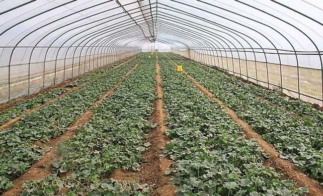 致富闲置种植田地补贴政策_闲置田地种植致富_闲置土地种植
