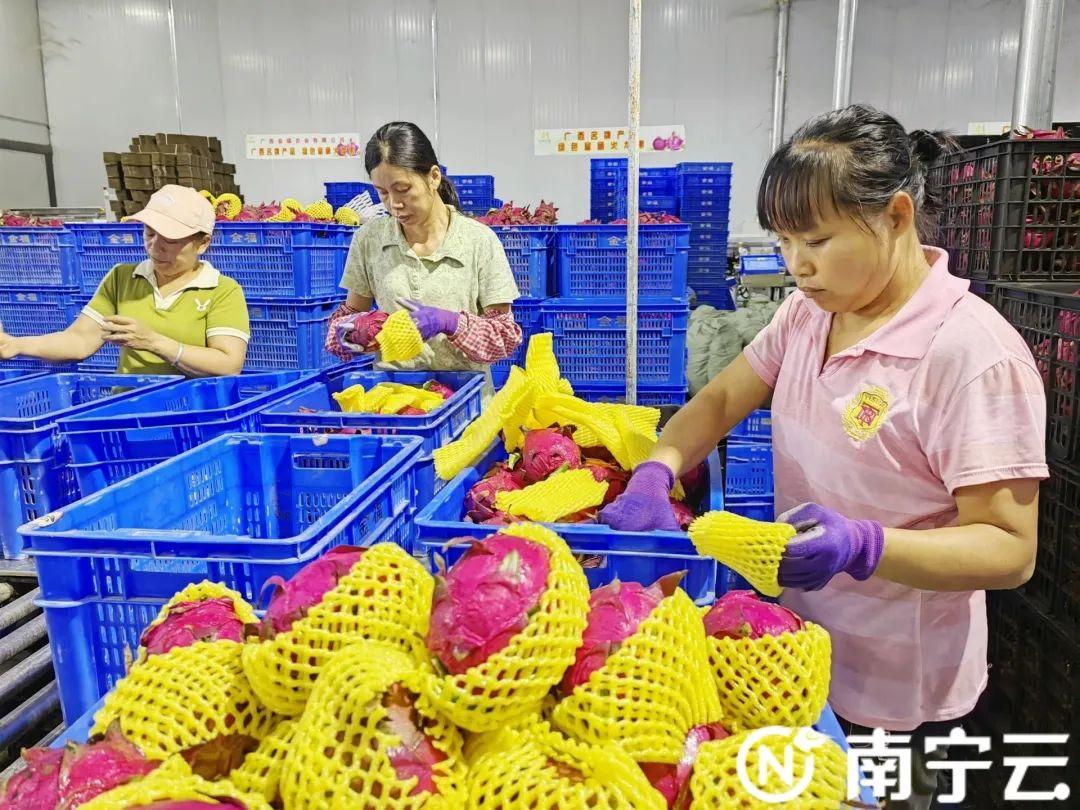 扶贫水果_种苹果脱贫致富_种植水果脱贫致富