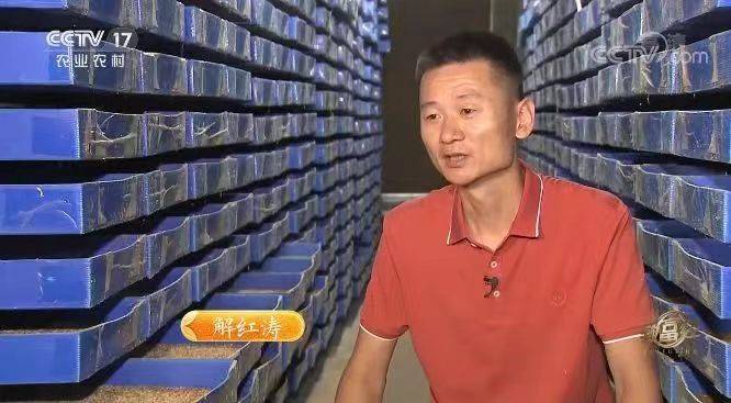 72岁老人养黄粉虫致富经_72岁老人养黄粉虫致富经_72岁老人养黄粉虫致富经