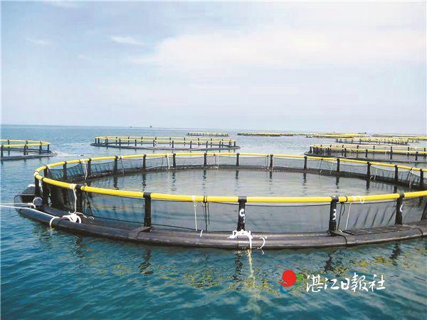 在深海重塑湛江生蚝价值链