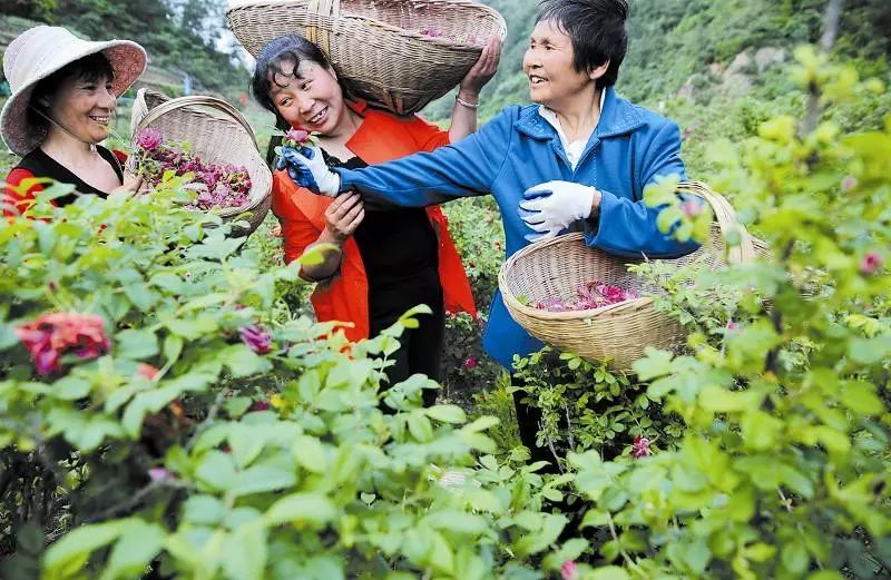 贵州养殖技术石蛙基地_贵州石蛙养殖技术_贵州石蛙养殖技术视频