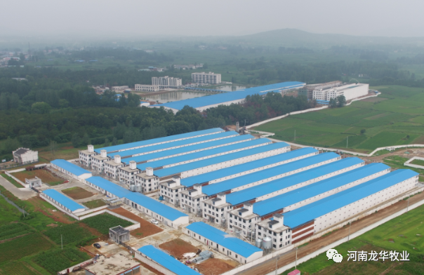 河南种鸡养殖技术基地_河南养鸡主要是什么品种_河南养鸡