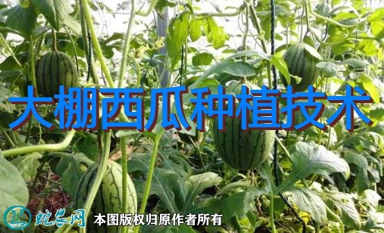 大棚西瓜种植技术、大棚西瓜栽培技术大全