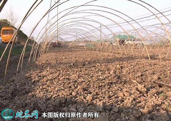 大棚西瓜种植技术图3