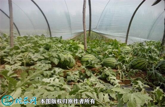 大棚西瓜种植技术图6