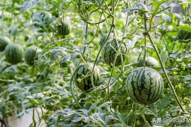 大棚西瓜无公害栽培技术，瓜农朋友赶紧收藏，十分有用