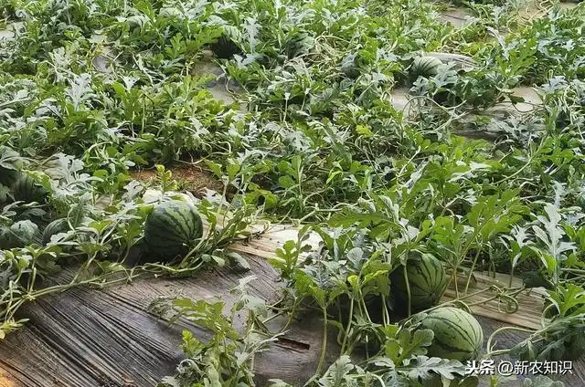 拱西瓜棚种植早春技术要求_早春拱棚西瓜种植技术_拱西瓜棚种植早春技术要点