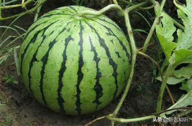 早春拱棚西瓜种植技术_拱西瓜棚种植早春技术要求_拱西瓜棚种植早春技术要点