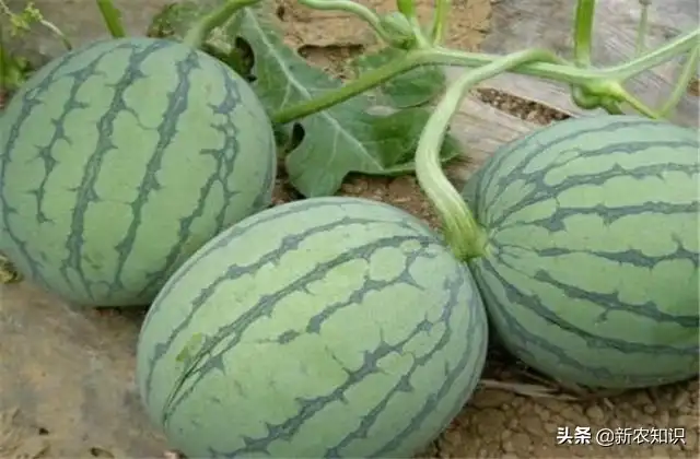 拱西瓜棚种植早春技术要求_拱西瓜棚种植早春技术要点_早春拱棚西瓜种植技术