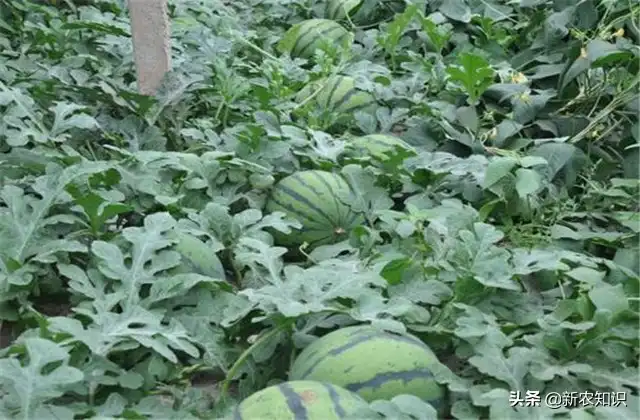 早春拱棚西瓜种植技术_拱西瓜棚种植早春技术要点_拱西瓜棚种植早春技术要求