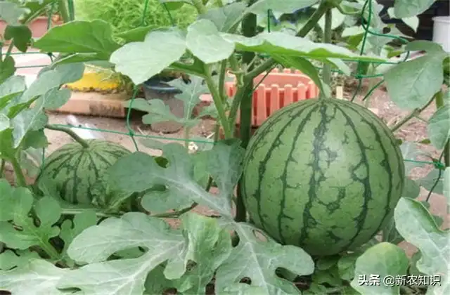 拱西瓜棚种植早春技术要点_拱西瓜棚种植早春技术要求_早春拱棚西瓜种植技术