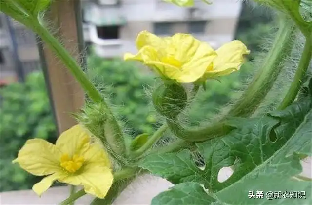 拱西瓜棚种植早春技术要点_早春拱棚西瓜种植技术_拱西瓜棚种植早春技术要求