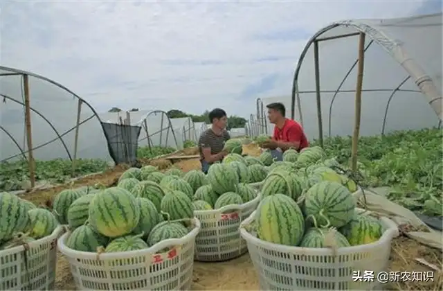 早春拱棚西瓜种植技术_拱西瓜棚种植早春技术要点_拱西瓜棚种植早春技术要求