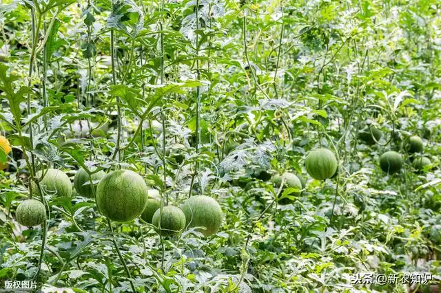 拱西瓜棚种植早春技术要点_早春拱棚西瓜种植技术_拱西瓜棚种植早春技术要求