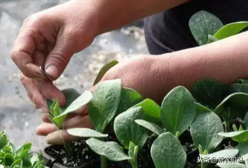 早春拱棚西瓜种植技术_拱西瓜棚种植早春技术要点_拱西瓜棚种植早春技术要求