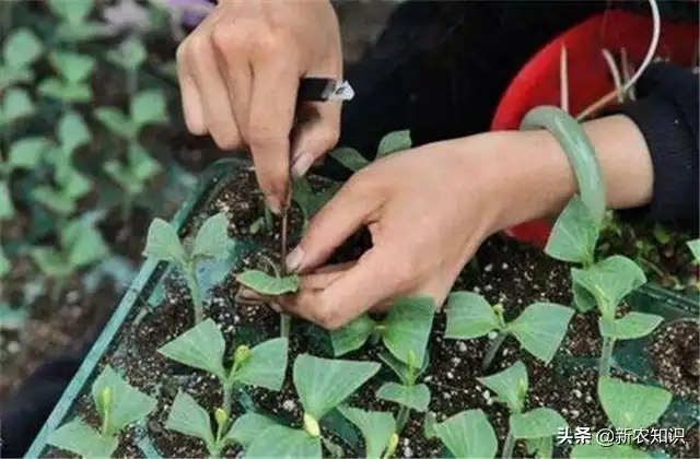 早春拱棚西瓜种植技术_拱西瓜棚种植早春技术要点_拱西瓜棚种植早春技术要求