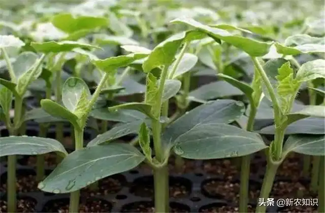 拱西瓜棚种植早春技术要点_拱西瓜棚种植早春技术要求_早春拱棚西瓜种植技术