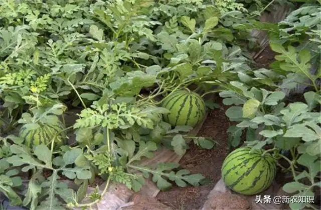 拱西瓜棚种植早春技术要点_早春拱棚西瓜种植技术_拱西瓜棚种植早春技术要求
