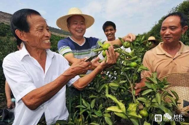特种土地种植致富_特种种植业_特种种植致富项目