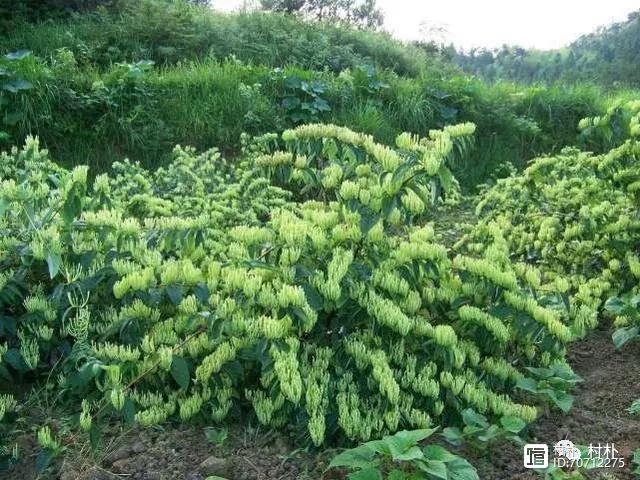 特种种植致富项目_特种种植业_特种土地种植致富