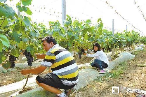 特种种植致富项目_特种种植业_特种土地种植致富
