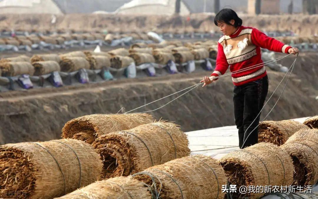 未来三年，农村致富的十二个机会！选对行业，你将衣食无忧