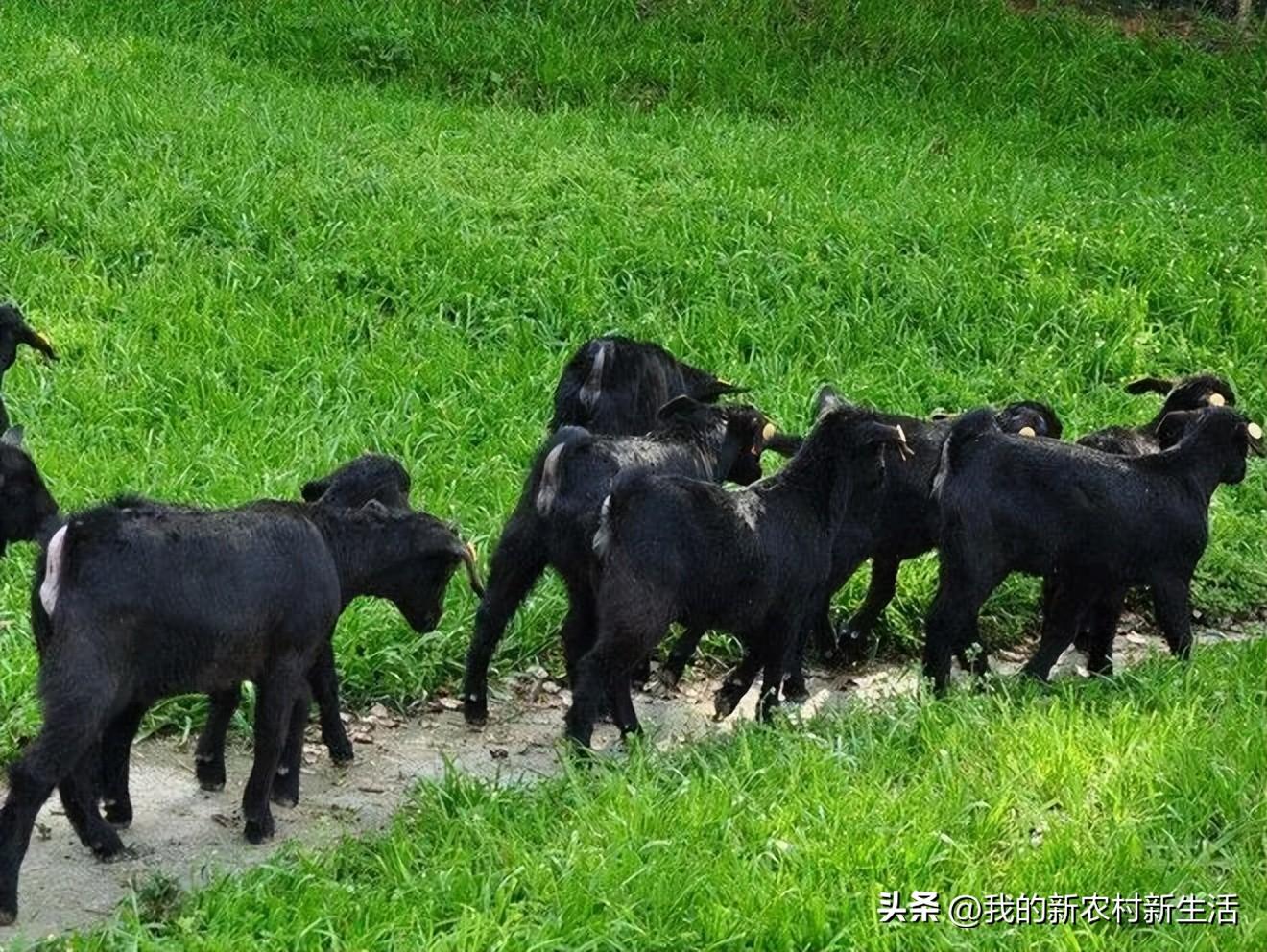 致富养殖好项目大全_家庭养殖什么致富最快赚钱_致富养殖赚钱家庭有多少