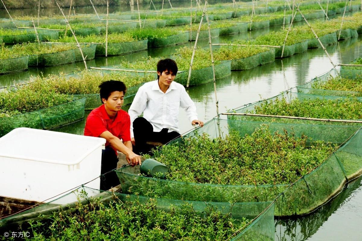 豆渣养殖蝇蛆技术_养殖豆渣蝇蛆技术规程_豆渣养蝇蛆高产技术