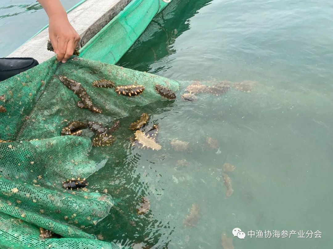 海参养殖技术要点讲课_海参底播_底播海参养殖技术