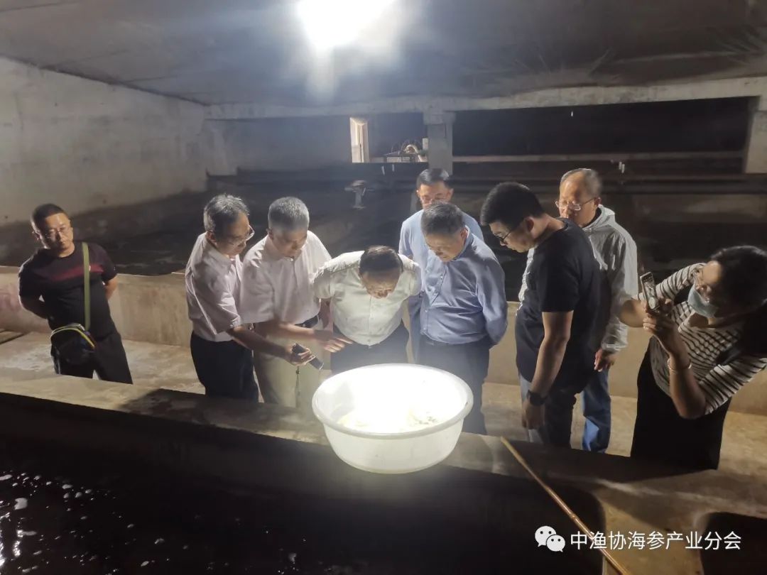 底播海参养殖技术_海参养殖技术要点讲课_海参底播