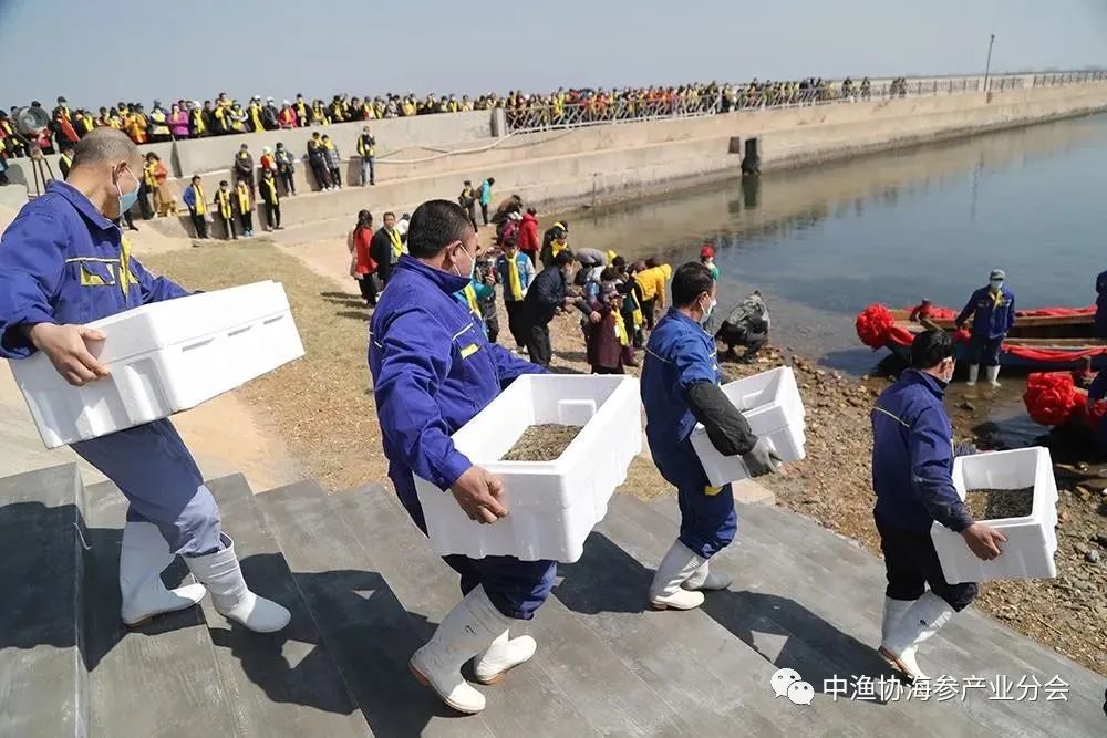 海参底播_海参养殖技术要点讲课_底播海参养殖技术