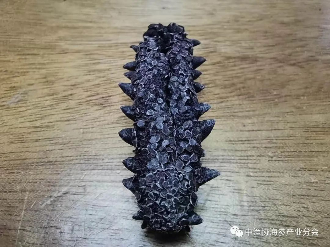 海参养殖技术要点讲课_底播海参养殖技术_海参底播