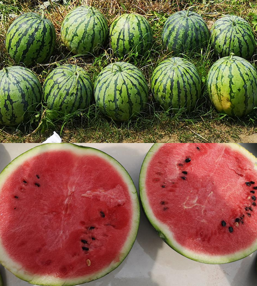 拱西瓜棚种植早春技术要求_早春拱棚西瓜种植技术_拱西瓜棚种植早春技术与管理