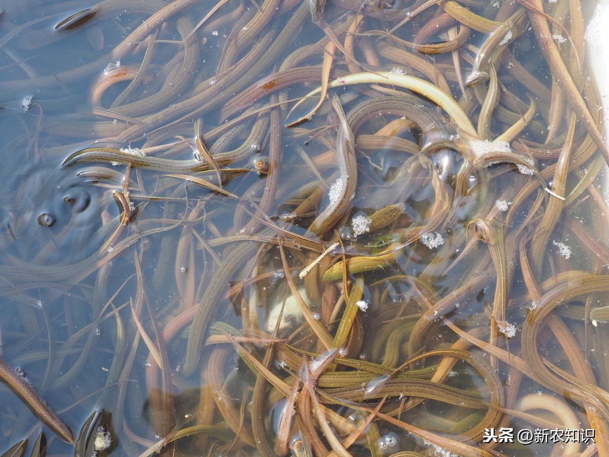养殖豆渣蝇蛆技术要点_豆渣养殖蝇蛆技术_豆腐渣养殖蝇蛆视频