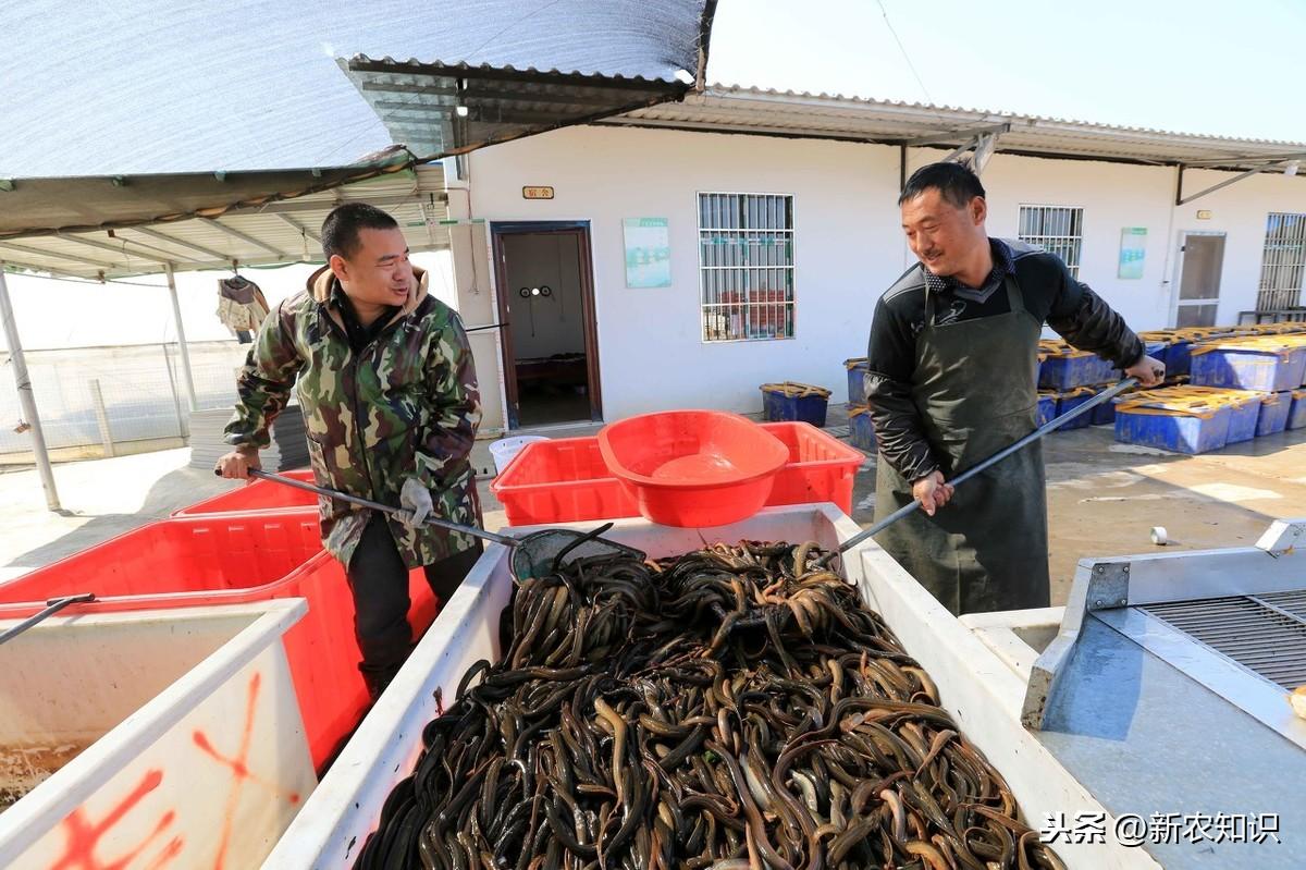 豆腐渣养殖蝇蛆视频_豆渣养殖蝇蛆技术_养殖豆渣蝇蛆技术要点