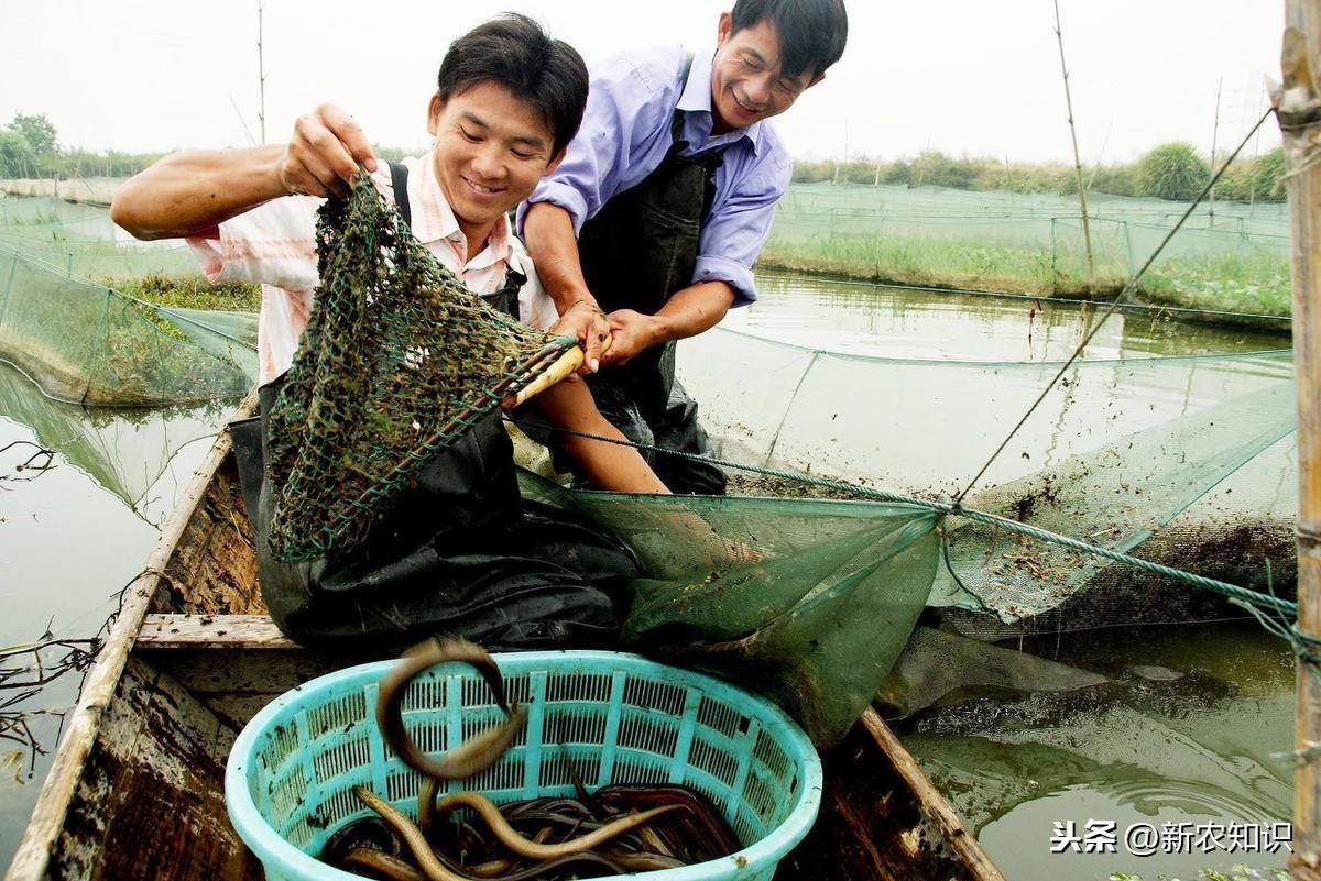 豆渣养殖蝇蛆技术_养殖豆渣蝇蛆技术要点_豆腐渣养殖蝇蛆视频