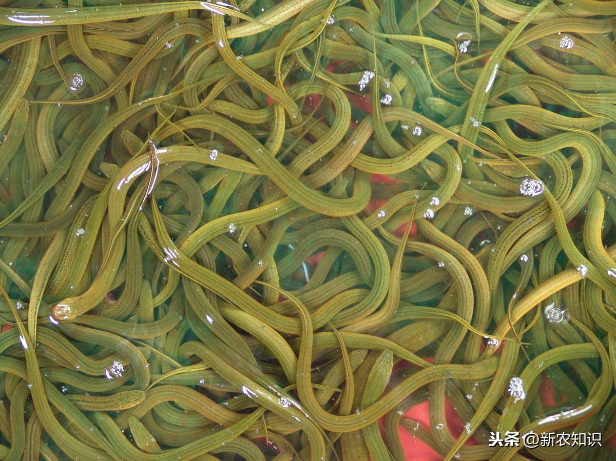养殖豆渣蝇蛆技术要点_豆腐渣养殖蝇蛆视频_豆渣养殖蝇蛆技术