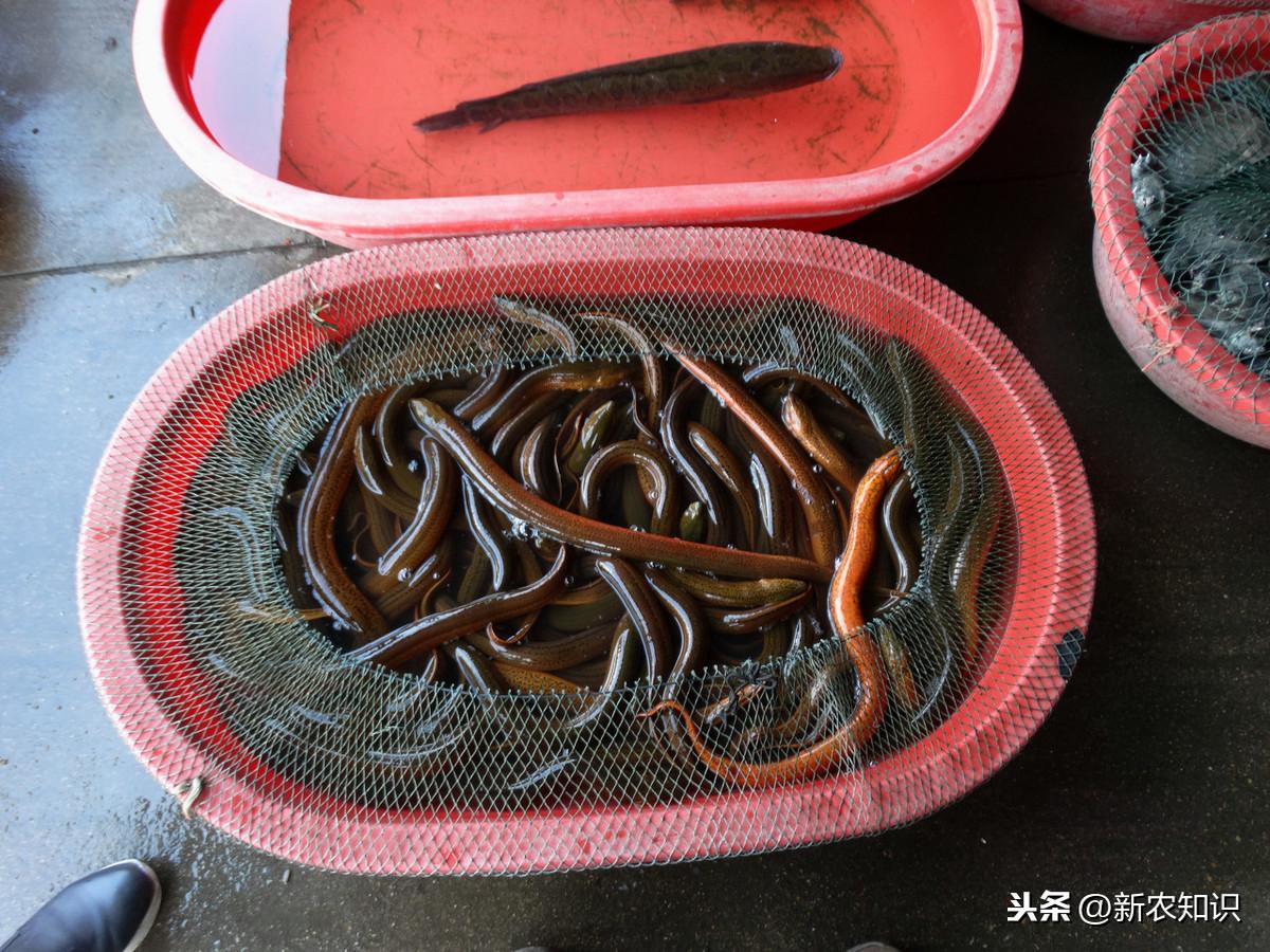 豆腐渣养殖蝇蛆视频_养殖豆渣蝇蛆技术要点_豆渣养殖蝇蛆技术