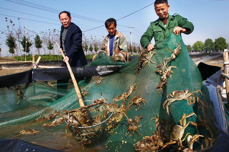 养殖致富经_致富养殖赚钱家庭怎么样_家庭养殖什么致富最快赚钱