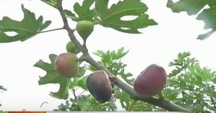 致富小康种植项目有哪些_小康种植致富项目_致富与小康