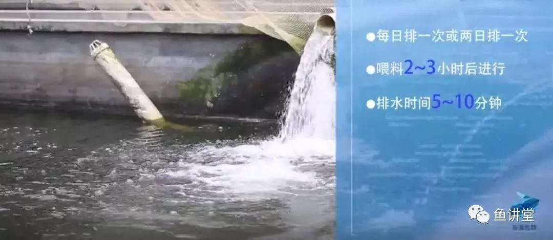 鳊鱼怎么养殖技术_鲮鱼养殖技术_鳡鱼养殖技术