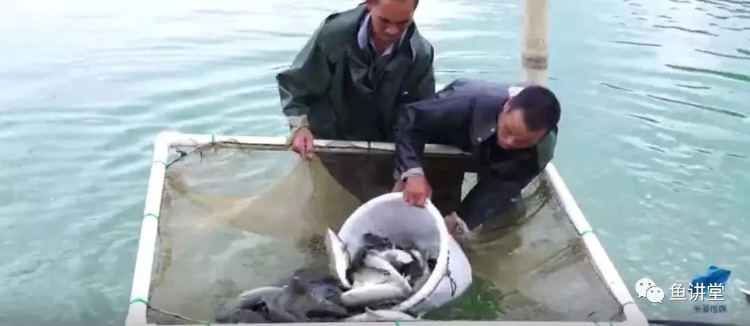 鲮鱼养殖技术_鳊鱼怎么养殖技术_鳡鱼养殖技术