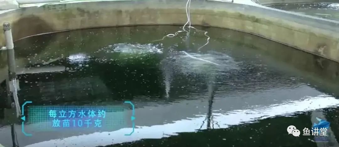 鳡鱼养殖技术_鲮鱼养殖技术_鳊鱼怎么养殖技术