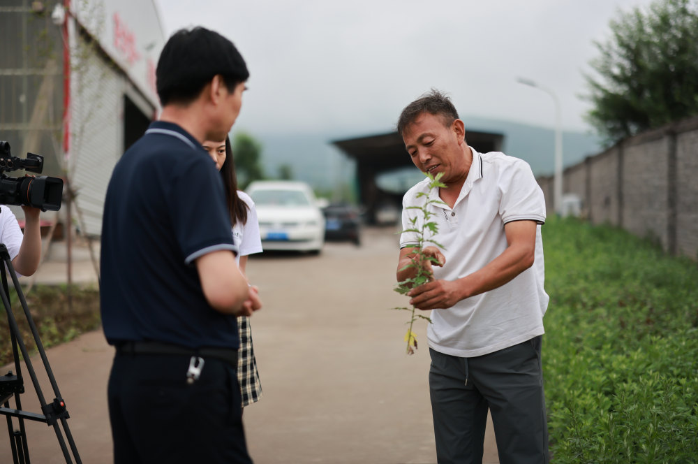 致富好项目种植_白领种植致富项目_致富种植什么比较赚大钱